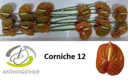 Anth Corniche