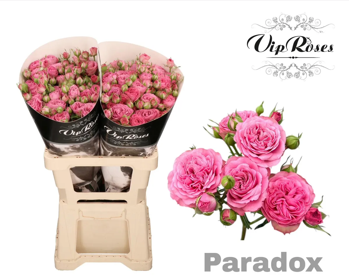R Tr Paradox! • 60 cm