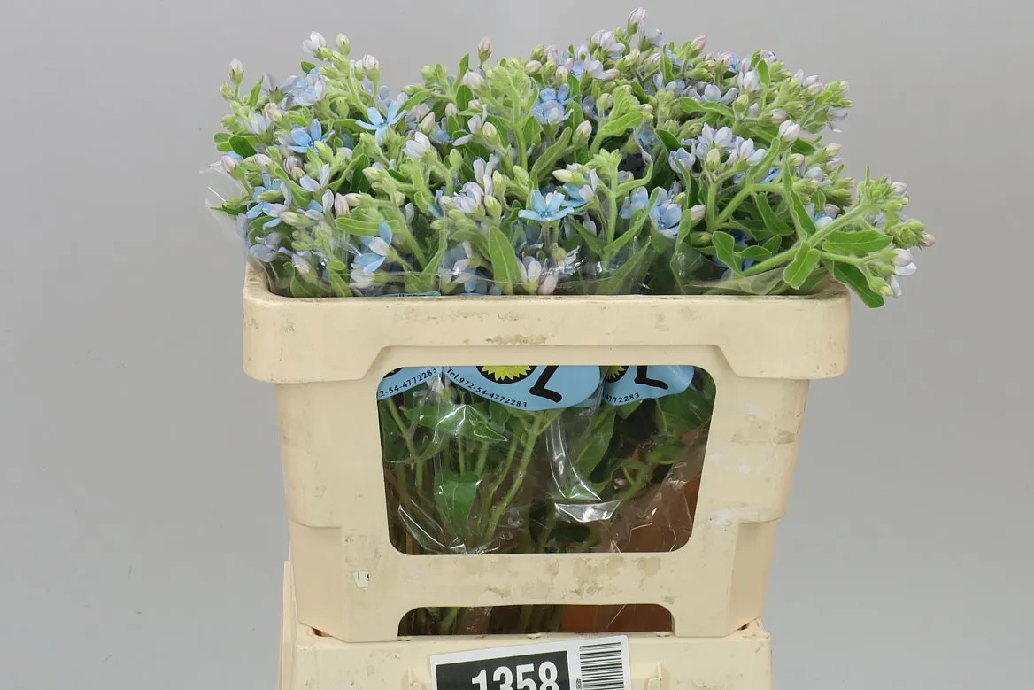 Oxypetalum Coeruleum • 50 cm