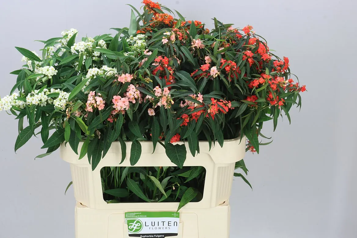 Euphorbia Fu Mix • 70 cm