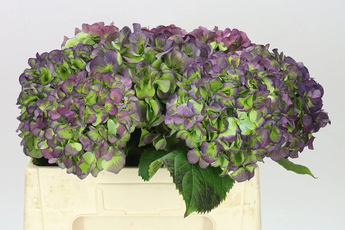 Hortenzia Verena Blue Classic • 50 cm