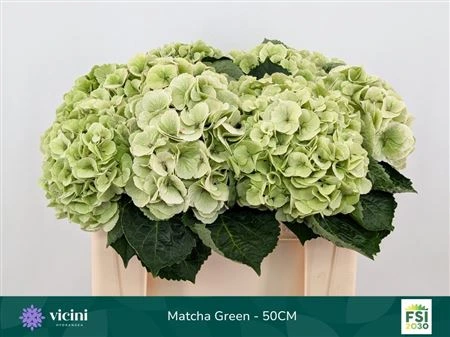 Hortenzia Matcha Classic • 50 cm