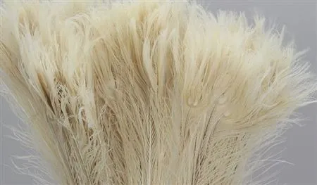 Peacock Feathers Bleeched • 100 cm