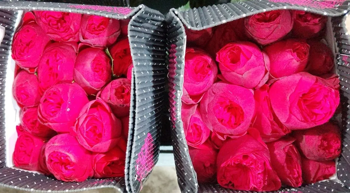 Rosa Gar Red Piano Single • 50 cm