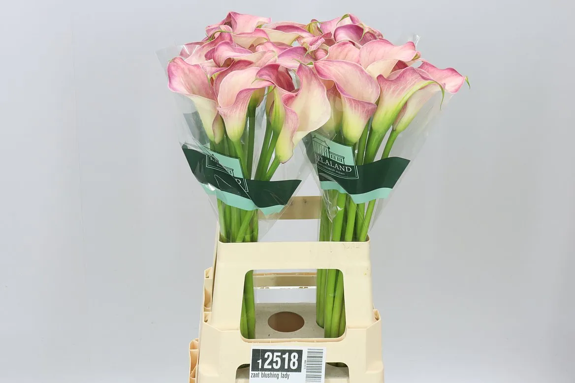 Zant Blushing Lady • 70 cm