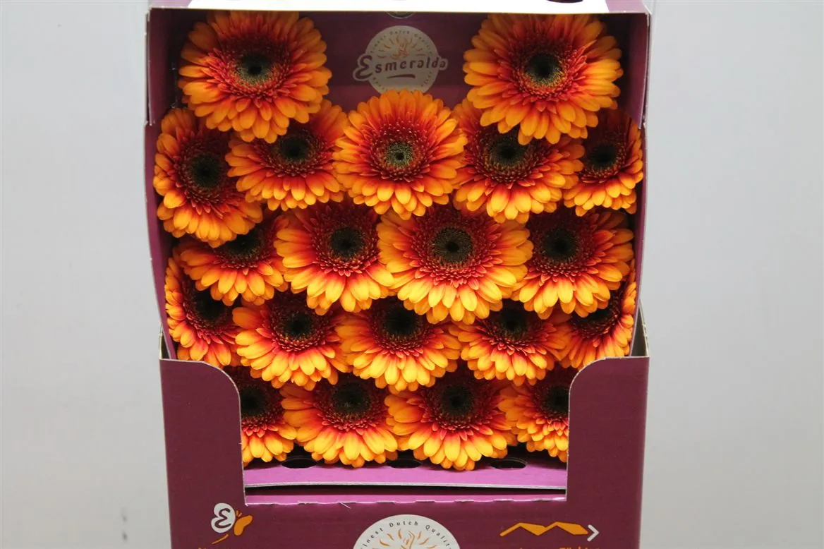 Germini Diamond Wakita • 55 cm