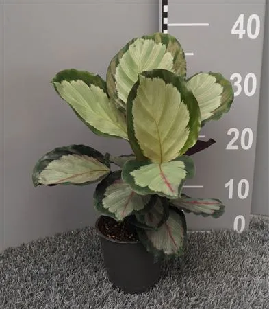 Calathea Corona • črepník 12 cm