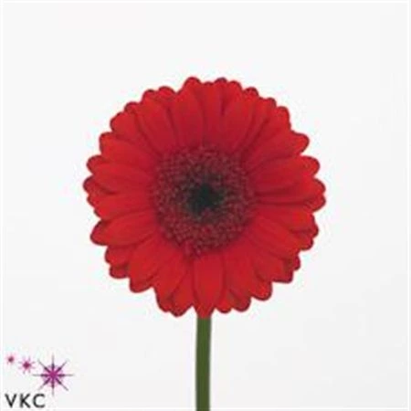 Germini Aqua ostatné Red + Black Eye • 50 cm