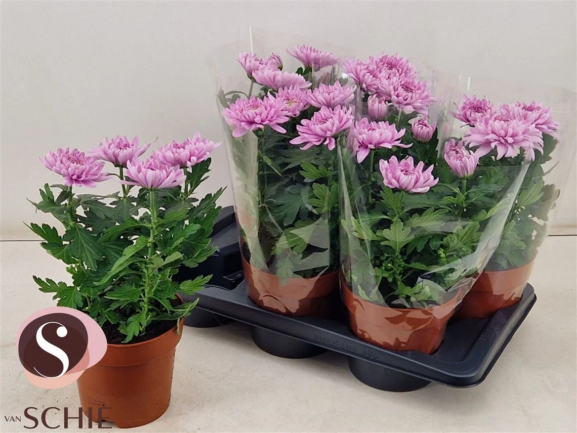 Chrysanth Zembla Roze • črepník 17 cm