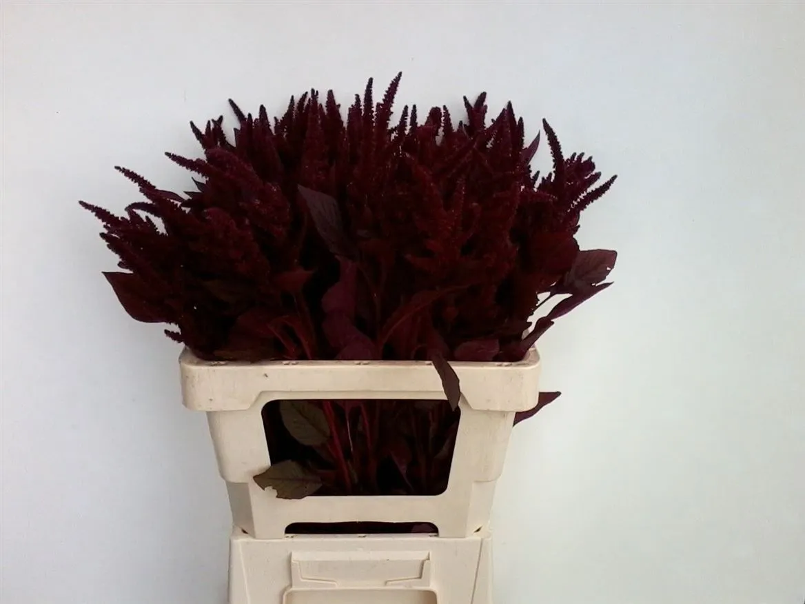 Amarant St Cr Velvet • 65 cm