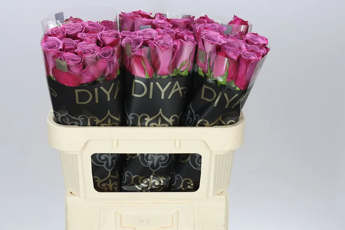 Rosa Gr Violet Hill • 70 cm