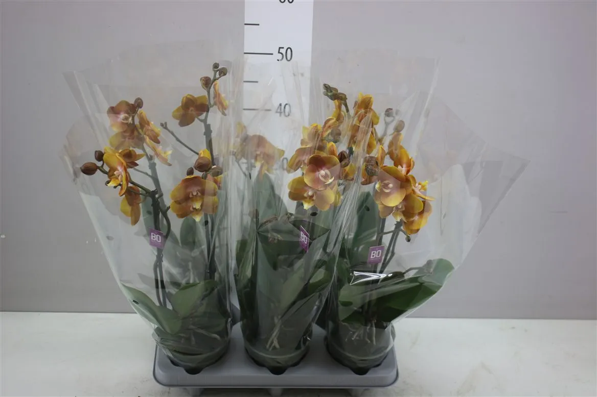 Phal Mtfl Oranje 2 Tak • črepník 12 cm