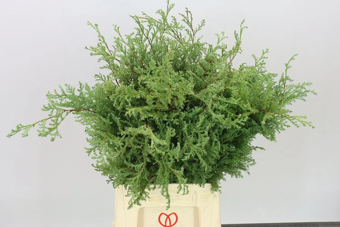 Tuja Squarosa 1,5 kg