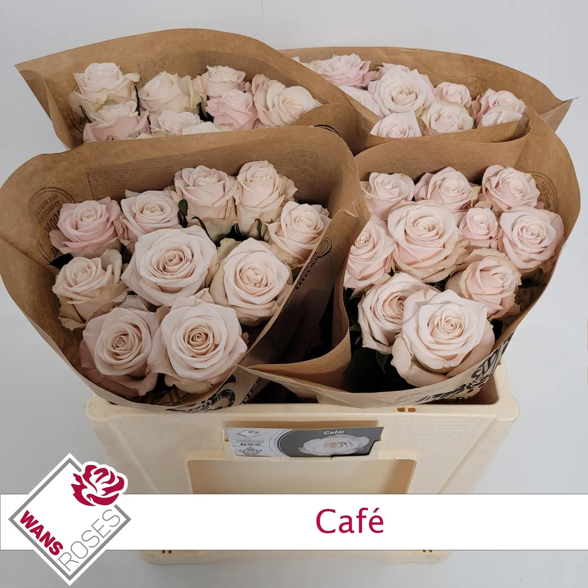 R Gr Cafe! • 50 cm