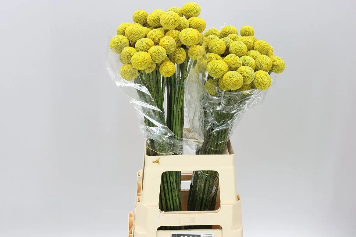 Craspedia Big Yellow • 70 cm