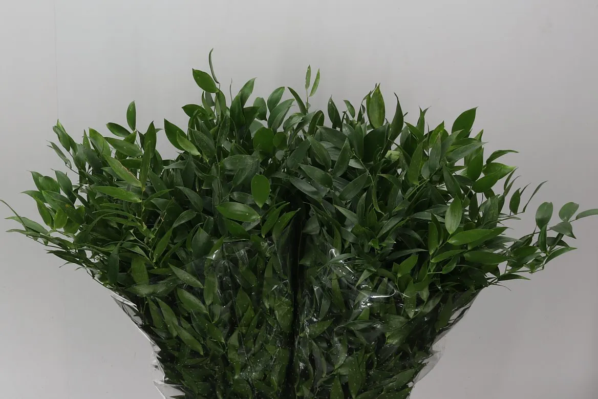 Ruscus Italia Short L5 • 50 cm