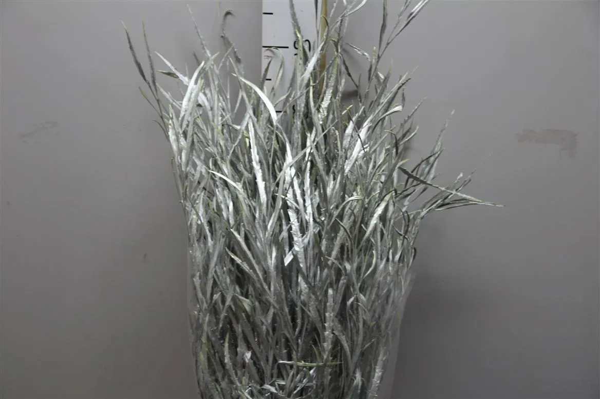 Grevilea Champagne • 80 cm