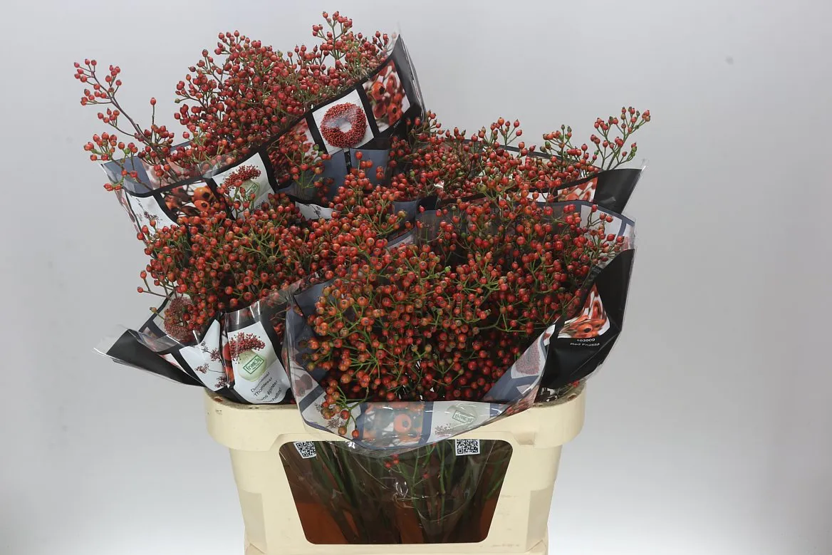 Šípky Autumn Rosefruits • 80 cm