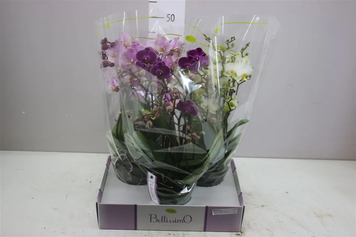 Orchidea Phalaenopsis Bellissimo mix • črepník 15 cm