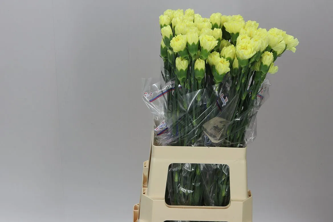 Karafiát Yellow • 65 cm