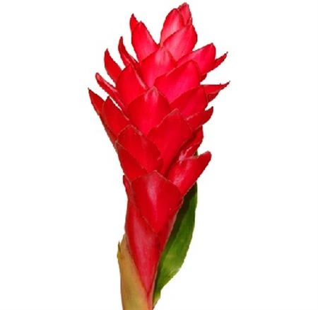 Alpinia Red • 90 cm