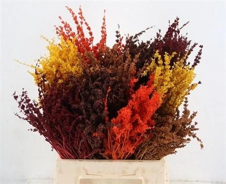 Lavendel Bs Autumn mix, sušené • 40 cm