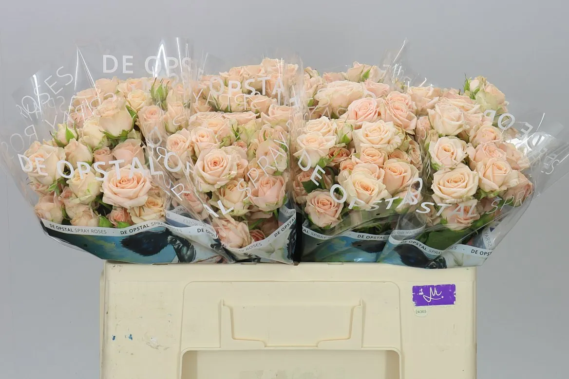 Rosa Tr Jana • 50 cm