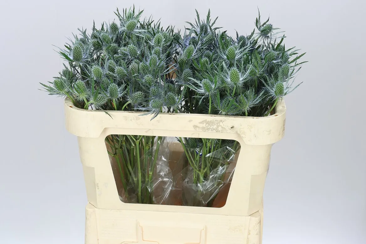 Eryngium Magical Blue Lagoon • 70 cm