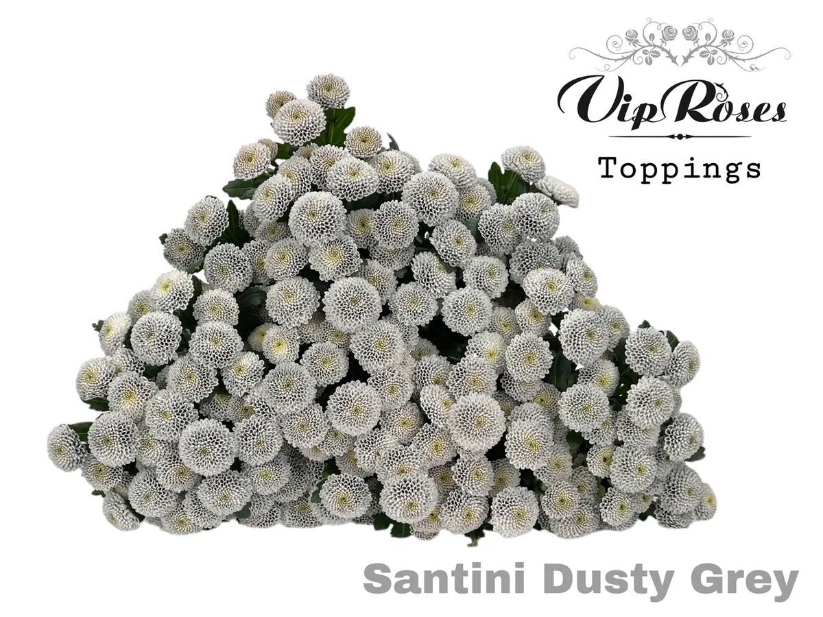 Chr S Dusty Grey • 55 cm