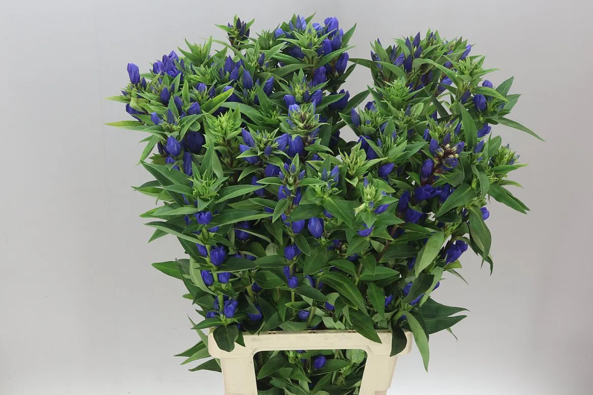 Gentiana Bluebells • 80 cm