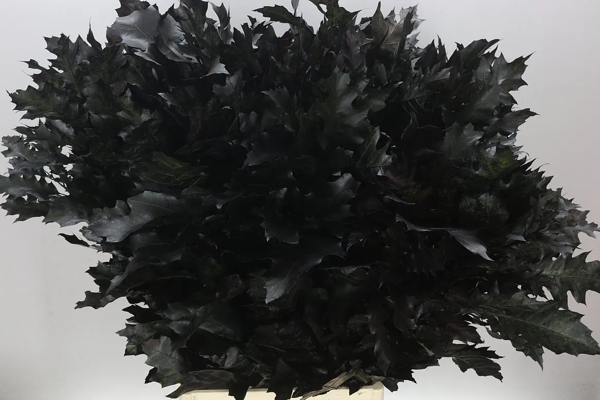 Quercus farbený Black • 80 cm