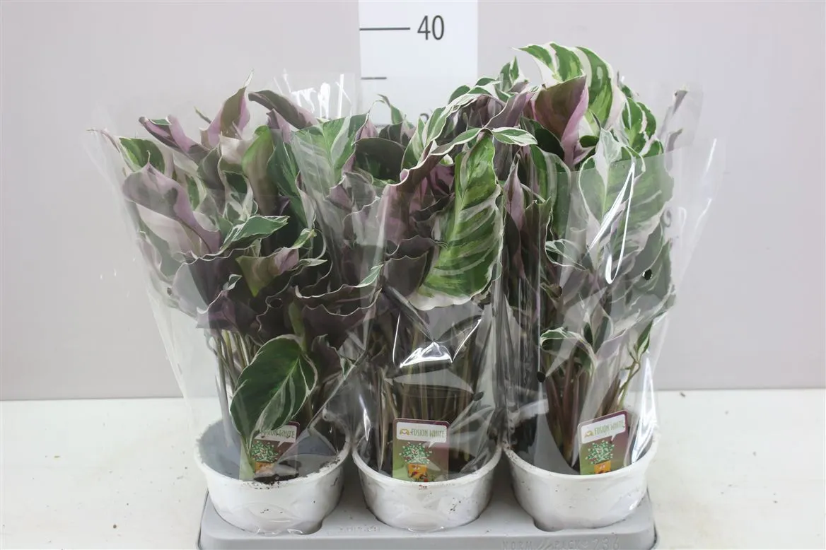 Calathea Fusion White • črepník 14 cm