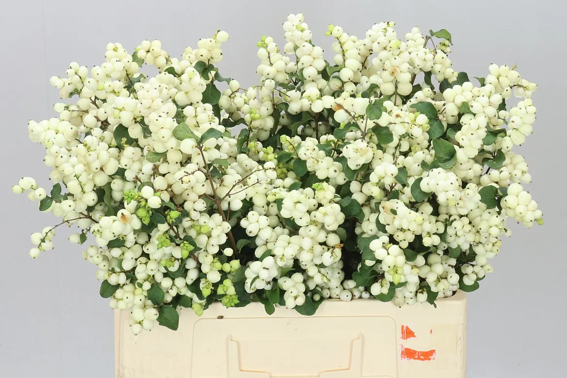 Symphoricarpos Lemon Lime A2 • 60 cm