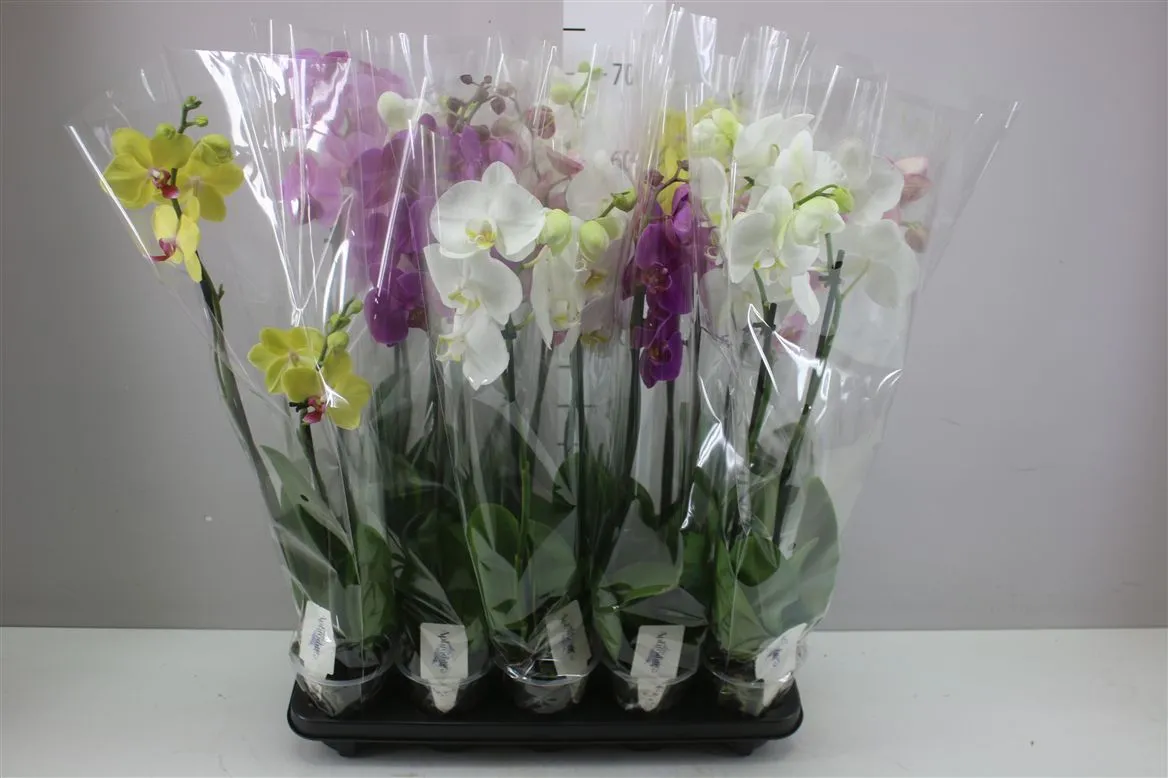 Phal Gemengd 2 Tak 12+ • črepník 12 cm