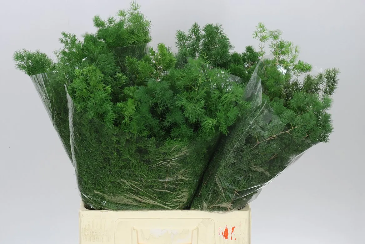 Asparagus Umbellatus • 70 cm