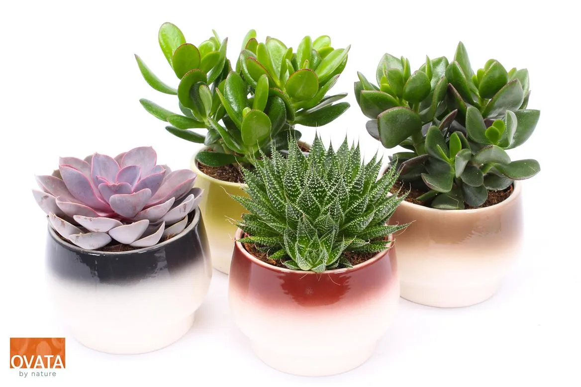 Succulenten Gemengd In Amalfi A2 • črepník 14 cm