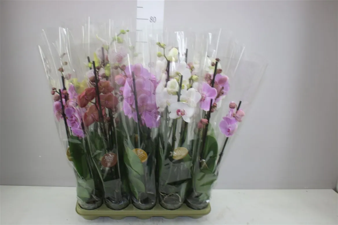 Phal Gemengd 3 Tak Authentic • črepník 12 cm