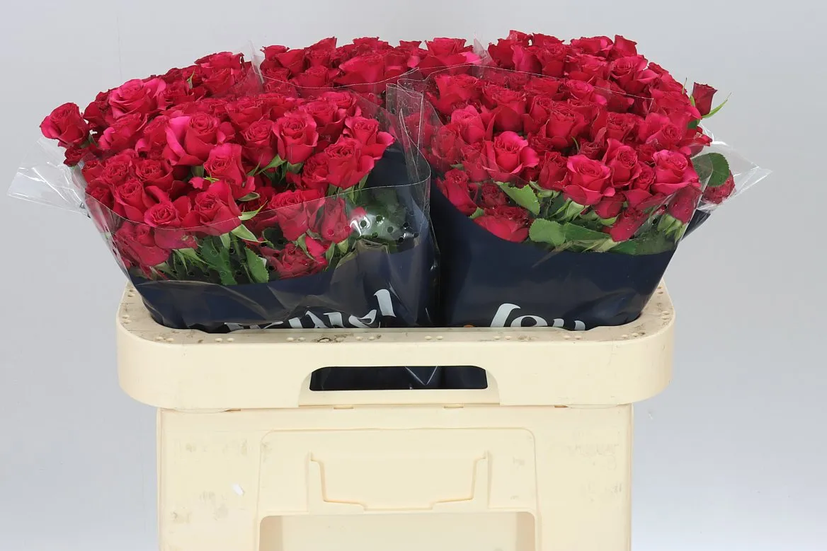 Rosa Tr Roseberry • 60 cm