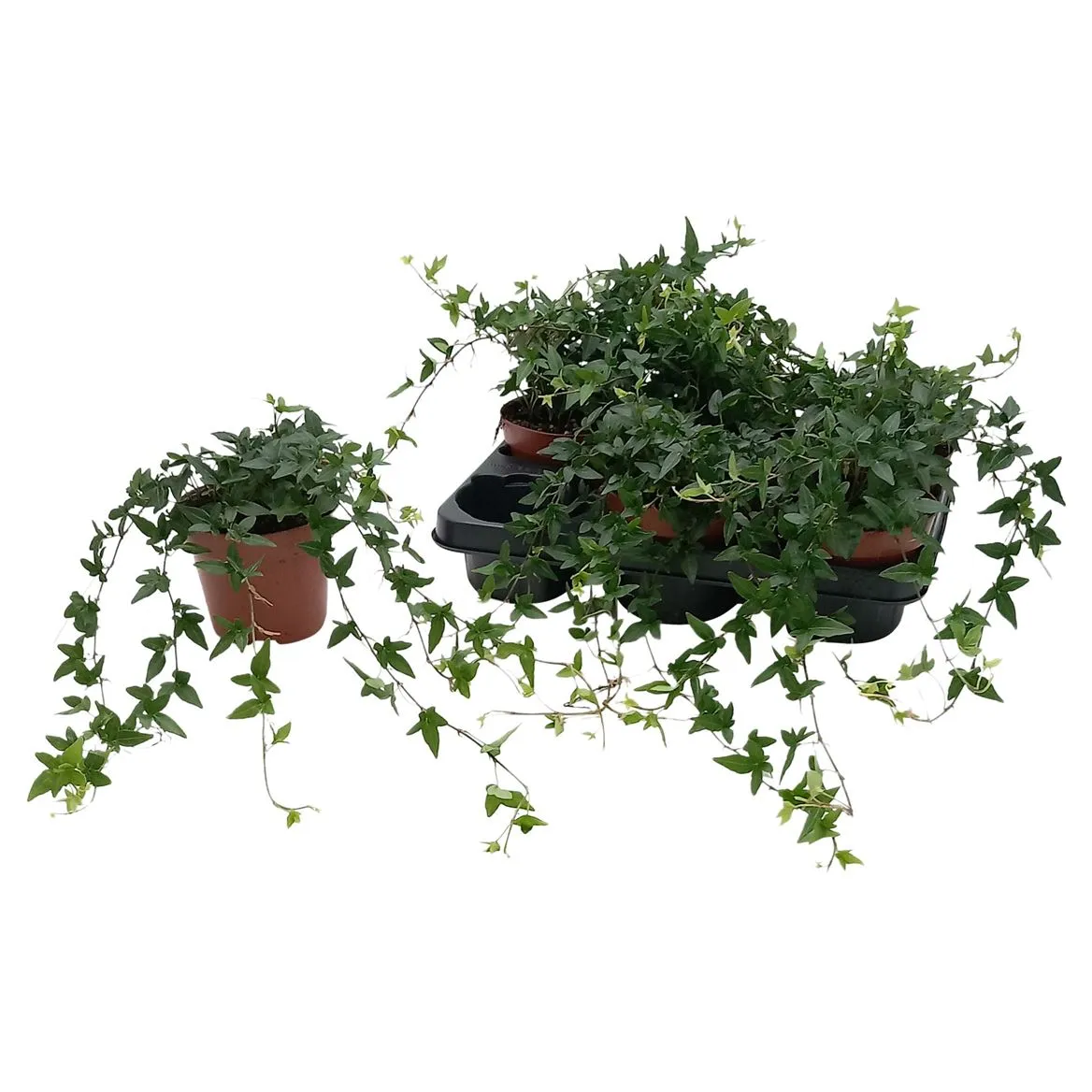 Hedera He Shamrock • črepník 13 cm