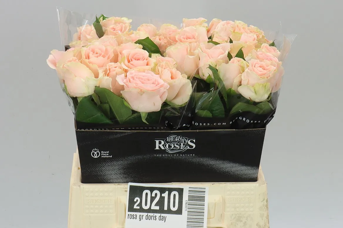 Rosa Gr Doris Day • 40 cm