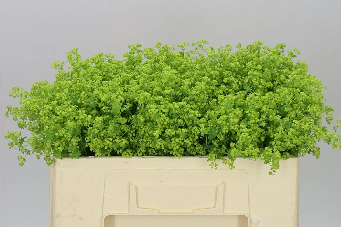 Alchemilla Robustica • 55 cm