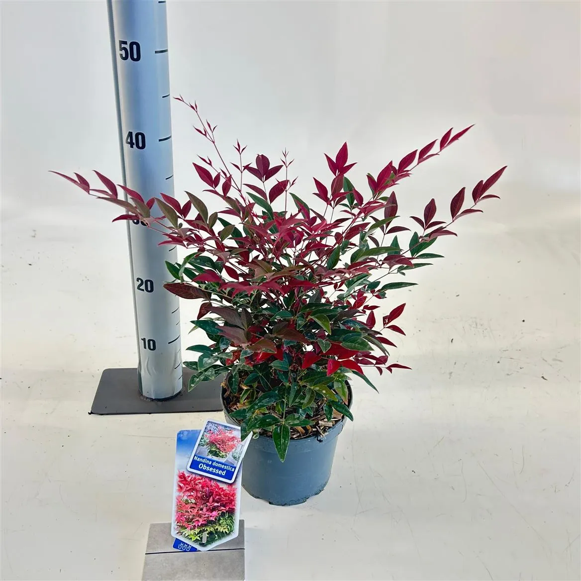 Nandina Domestica Obsessed ('seika'pbr) • črepník 17 cm