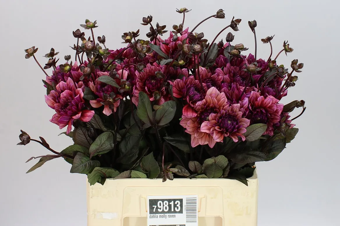Dahlia Molly Raven • 50 cm