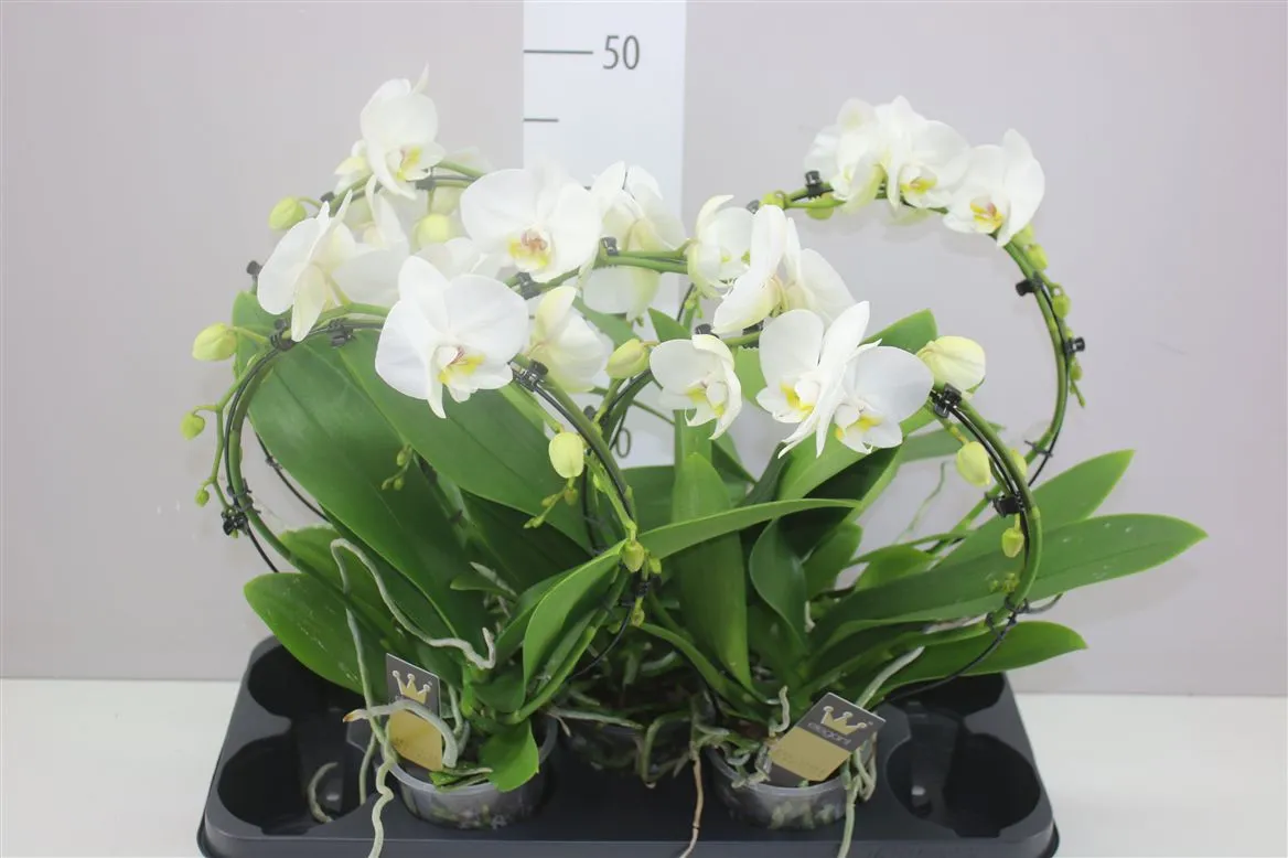 Orchidea Phalaenopsis Mirror biela • črepník 12 cm