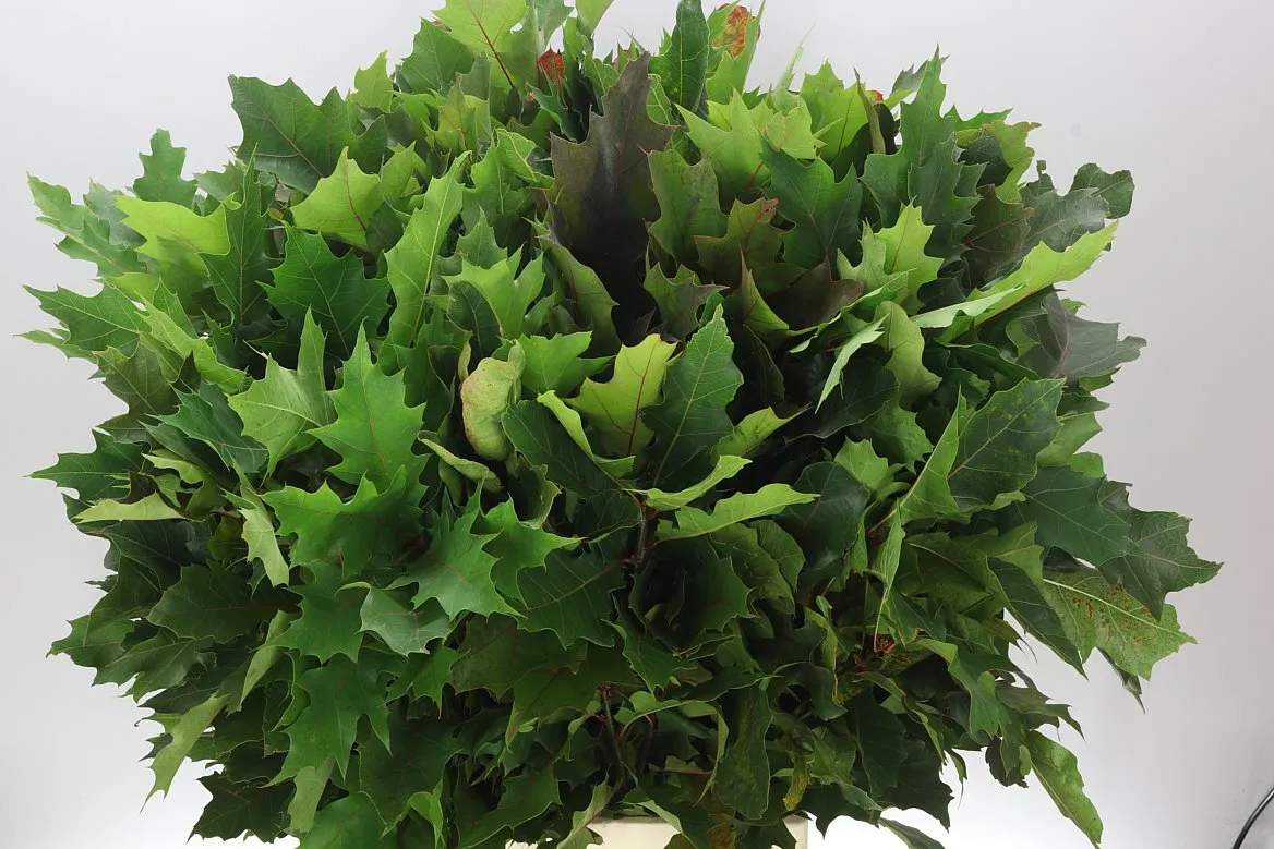 Quercus Rubra • 80 cm