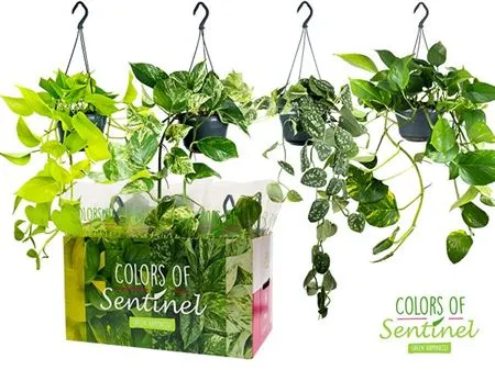 Epipremnum Gemengd Hang • črepník 15 cm