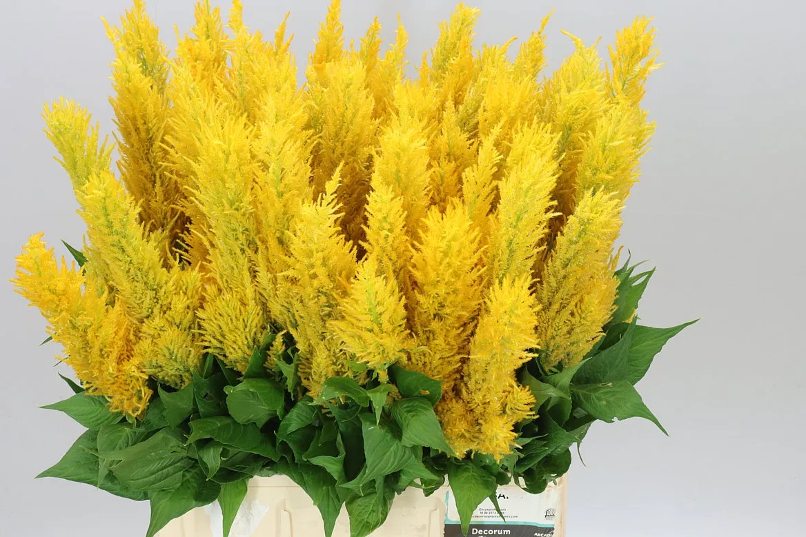 Celosia P Century Yellow • 70 cm
