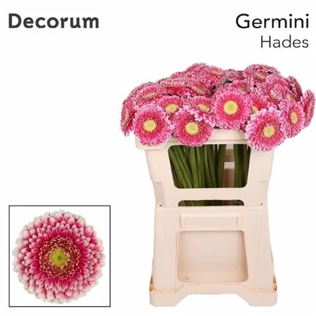 Germini Aqua P Hades • 50 cm