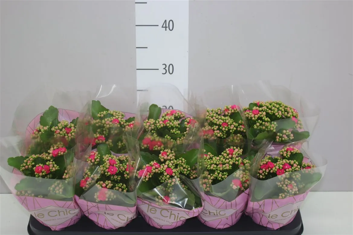 Kalanchoe Rosalina Roze • črepník 10,5 cm