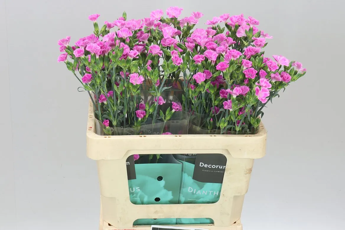 Di Raffine Lavender • 60 cm